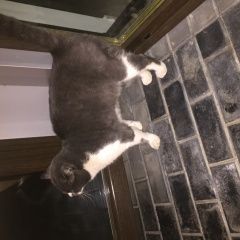 Подробнее об объявлении «Москва Найден кот огромный серый кот» Фото: найдена кошка  «Москва Найден кот огромный серый кот» в г. Москва