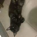 Подробнее об объявлении «Москва Найден кот черный кот» Фото: найдена кошка  «Москва Найден кот черный кот» в г. Москва