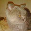 Подробнее об объявлении «Мытищи Найден кот» Фото: найдена кошка  «Мытищи Найден кот» в г. Мытищи