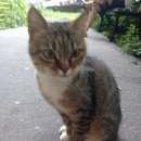 Подробнее об объявлении «Москва Найдена кошка метро университет» Фото: найдена кошка  «Москва Найдена кошка метро университет» в г. Москва