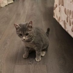 Подробнее об объявлении «Москва Найден кот ул лавочкина д» Фото: найдена кошка  «Москва Найден кот ул лавочкина д» в г. Москва