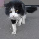 Подробнее об объявлении «Иваново Найден кот» Фото: найдена кошка Шотландская вислоухая «Иваново Найден кот» в г. Иваново