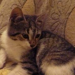 Подробнее об объявлении «Москва Найдена кошка» Фото: найдена кошка  «Москва Найдена кошка» в г. Москва