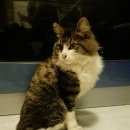 Подробнее об объявлении «Москва Найден кот» Фото: найдена кошка  «Москва Найден кот» в г. Москва