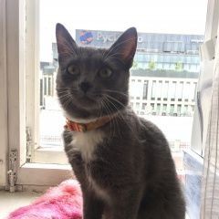 Подробнее об объявлении «Москва Найдена кошка» Фото: найдена кошка  «Москва Найдена кошка» в г. Москва