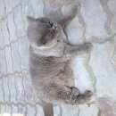 Подробнее об объявлении «Мытищи Найдена кошка» Фото: найдена кошка Британская короткошерстная «Мытищи Найдена кошка» в г. Мытищи