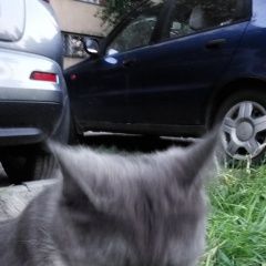 Подробнее об объявлении «Найден кот Санкт-Петербург» Фото: найдена кошка Мейн-кун «Найден кот Санкт-Петербург» в г. Санкт-Петербург