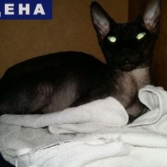 Подробнее об объявлении «Найден кот канадский сфинкс Сочи» Фото: найдена кошка Канадский сфинкс «Найден кот канадский сфинкс Сочи» в г. Сочи