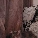 Подробнее об объявлении «Москва Найден кот сибирский кот» Фото: найдена кошка Сибирская «Москва Найден кот сибирский кот» в г. Москва