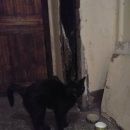 Подробнее об объявлении «Санкт-Петербург Найдена кошка» Фото: найдена кошка  «Санкт-Петербург Найдена кошка» в г. Санкт-Петербург