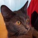 Подробнее об объявлении «Москва Найден кот» Фото: найдена кошка Русская голубая «Москва Найден кот» в г. Москва