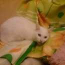 Подробнее об объявлении «Москва Найдена кошка белый кот/кошка таганская» Фото: найдена кошка  «Москва Найдена кошка белый кот/кошка таганская» в г. Москва