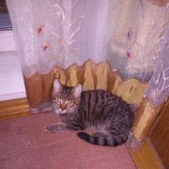 Подробнее об объявлении «Найден кот серый котенок, муж. Лаишево» Фото: найдена кошка  «Найден кот серый котенок, муж. Лаишево» в г. Лаишево