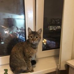 Подробнее об объявлении «Москва Найдена кошка на ул. болотниковская, у м» Фото: найдена кошка  «Москва Найдена кошка на ул. болотниковская, у м» в г. Москва