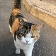 Подробнее об объявлении «Найдена кошка Тверь» Фото: найдена кошка  «Найдена кошка Тверь» в г. Тверь