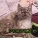 Подробнее об объявлении «Одинцово Найден кот» Фото: найдена кошка  «Одинцово Найден кот» в г. Одинцово