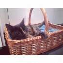 Подробнее об объявлении «Москва Найдена кошка» Фото: найдена кошка  «Москва Найдена кошка» в г. Москва