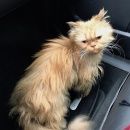 Подробнее об объявлении «Москва Найдена кошка персидская» Фото: найдена кошка Персидская «Москва Найдена кошка персидская» в г. Москва