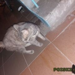 Подробнее об объявлении «Новосибирск Найдена кошка ищем дом кошечке» Фото: найдена кошка  «Новосибирск Найдена кошка ищем дом кошечке» в г. Новосибирск
