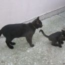 Подробнее об объявлении «Найден кот два котенка Геленджик» Фото: найдена кошка  «Найден кот два котенка Геленджик» в г. Геленджик