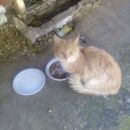 Подробнее об объявлении «Мытищи Найден кот» Фото: найдена кошка  «Мытищи Найден кот» в г. Мытищи