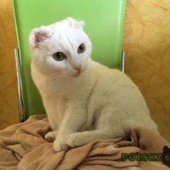 Подробнее об объявлении «Сургут Найдена кошка срочно ищет новых хозяев» Фото: найдена кошка  «Сургут Найдена кошка срочно ищет новых хозяев» в г. Сургут