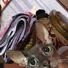 Подробнее об объявлении «Владивосток Найдена кошка сиамской породы» Фото: найдена кошка  «Владивосток Найдена кошка сиамской породы» в г. Владивосток