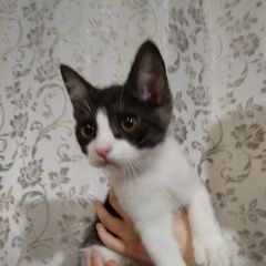 Подробнее об объявлении «Найден котик месяца Зеленоград» Фото: найдена кошка  «Найден котик месяца Зеленоград» в г. Зеленоград