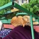 Подробнее об объявлении «Москва Найдена кошка» Фото: найдена кошка  «Москва Найдена кошка» в г. Москва