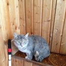 Подробнее об объявлении «Москва Найдена кошка в районе м. серпуховская» Фото: найдена кошка  «Москва Найдена кошка в районе м. серпуховская» в г. Москва