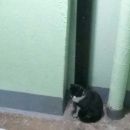Подробнее об объявлении «Найдена кошка в подъезде Королев» Фото: найдена кошка  «Найдена кошка в подъезде Королев» в г. Королев