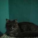 Подробнее об объявлении «Ангарск Найдена кошка» Фото: найдена кошка  «Ангарск Найдена кошка» в г. Ангарск