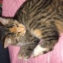 Подробнее об объявлении «Москва Найдена кошка на улице угличская» Фото: найдена кошка  «Москва Найдена кошка на улице угличская» в г. Москва