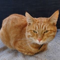 Подробнее об объявлении «Найден кот Долгопрудный» Фото: найдена кошка  «Найден кот Долгопрудный» в г. Долгопрудный