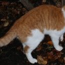 Подробнее об объявлении «Москва Найден кот бело-рыжий кот митино барышиха» Фото: найдена кошка  «Москва Найден кот бело-рыжий кот митино барышиха» в г. Москва