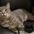 Подробнее об объявлении «Москва Найден кот» Фото: найдена кошка  «Москва Найден кот» в г. Москва