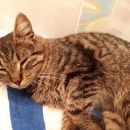 Подробнее об объявлении «Санкт-Петербург Найден кот» Фото: найдена кошка  «Санкт-Петербург Найден кот» в г. Санкт-Петербург