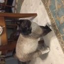 Подробнее об объявлении «Москва Найден кот» Фото: найдена кошка Тайская «Москва Найден кот» в г. Москва