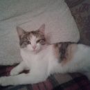 Подробнее об объявлении «Найдена кошка Звенигород» Фото: найдена кошка  «Найдена кошка Звенигород» в г. Звенигород