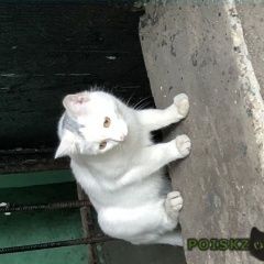 Подробнее об объявлении «Москва Найден кот» Фото: найдена кошка  «Москва Найден кот» в г. Москва