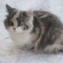 Подробнее об объявлении «Найдена кошка котёнок Оренбург» Фото: найдена кошка  «Найдена кошка котёнок Оренбург» в г. Оренбург