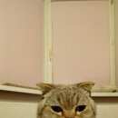 Подробнее об объявлении «Найден кот Балашиха» Фото: найдена кошка  «Найден кот Балашиха» в г. Балашиха