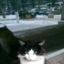 Подробнее об объявлении «Москва Найдена кошка черно-белая, пушистая» Фото: найдена кошка  «Москва Найдена кошка черно-белая, пушистая» в г. Москва