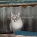 Подробнее об объявлении «Ступино Найдена кошка тайской породы расцветки блю-таби-пойнт» Фото: найдена кошка Тайская «Ступино Найдена кошка тайской породы расцветки...» в г. Ступино