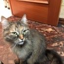 Подробнее об объявлении «Москва Найдена кошка» Фото: найдена кошка  «Москва Найдена кошка» в г. Москва