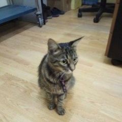 Подробнее об объявлении «Москва Найдена кошка район ул рябиновой д.» Фото: найдена кошка  «Москва Найдена кошка район ул рябиновой д.» в г. Москва