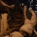 Подробнее об объявлении «Москва Найден кот полосатый котик, очень ласковый» Фото: найдена кошка  «Москва Найден кот полосатый котик, очень ласковый» в г. Москва