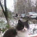 Подробнее об объявлении «Найдена кошка само очарование Ростов-на-Дону» Фото: найдена кошка  «Найдена кошка само очарование Ростов-на-Дону» в г. Ростов-на-Дону