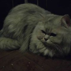 Подробнее об объявлении «Москва Найдена кошка чья потеряшка?» Фото: найдена кошка  «Москва Найдена кошка чья потеряшка?» в г. Москва