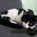 Подробнее об объявлении «Москва Найден кот черно-белый кот» Фото: найдена кошка  «Москва Найден кот черно-белый кот» в г. Москва